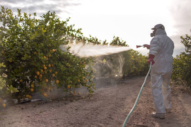 Best Emergency Pest Control  in Spring Valley, AZ
