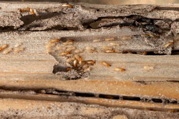 Best Termite Control Services  in Spring Valley, AZ