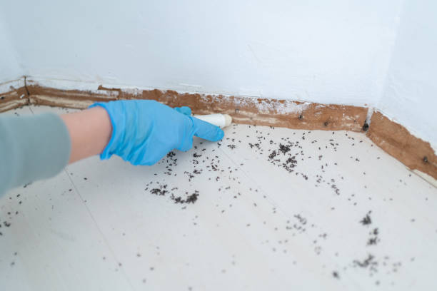 Best Ant Control Services  in Spring Valley, AZ