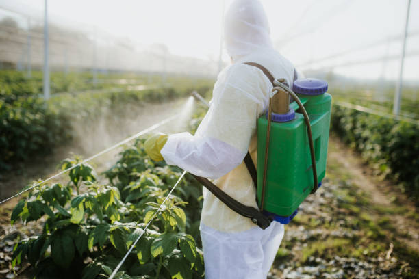 Best Local Pest Control Services  in Spring Valley, AZ